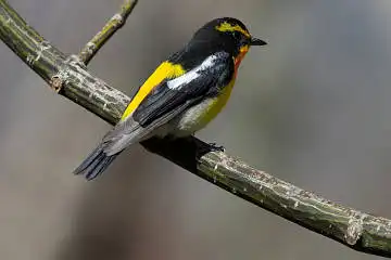 AFボーグ BORG71FLで撮影した野鳥・キビタキの写真画像