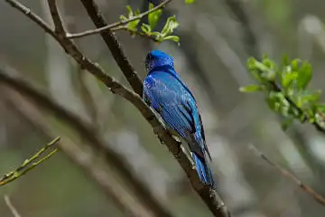 AFボーグ BORG71FLで撮影した野鳥・オオルリの写真画像