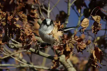 AFボーグ BORG71FLで撮影した野鳥・エナガの写真画像