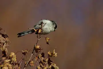 AFボーグ BORG71FLで撮影した野鳥・エナガの写真画像