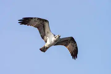 AFボーグ BORG71FLで撮影した野鳥・ミサゴの写真画像