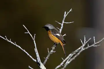 AFボーグ BORG71FLで撮影した野鳥・ジョウビタキの写真画像