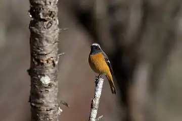 AFボーグ BORG71FLで撮影した野鳥・ジョウビタキの写真画像