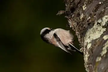 AFボーグ BORG71FLで撮影した野鳥・エナガの写真画像