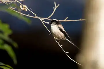 AFボーグ BORG71FLで撮影した野鳥・エナガの写真画像