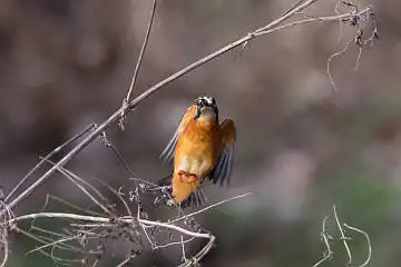 BORG71FLで撮影した野鳥・カワセミの写真画像