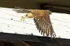 BORG71FLで撮影した野鳥・チョウゲンボウの写真画像