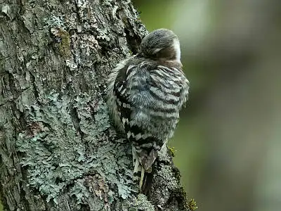 BORG77EDⅡで撮影した野鳥・コゲラの写真画像