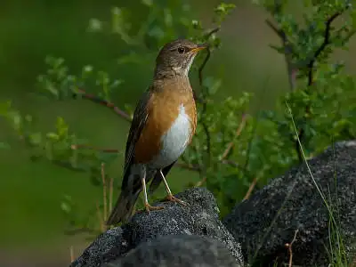 BORG77EDⅡで撮影した野鳥・アカハラの写真画像