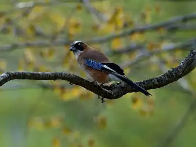 BORG77EDⅡで撮影した野鳥・カケスの写真画像