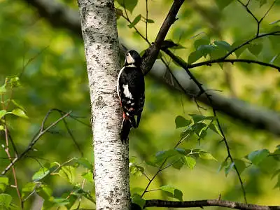 BORG77EDⅡで撮影した野鳥・アカゲラの写真画像
