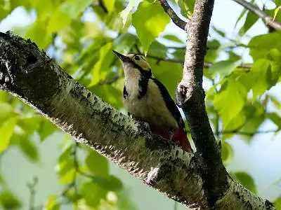 BORG77EDⅡで撮影した野鳥・アカゲラの写真画像