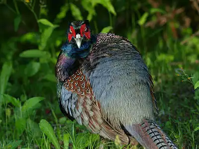 BORG77EDⅡで撮影した野鳥・キジの写真画像
