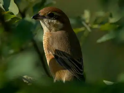BORG77EDⅡで撮影した野鳥・モズの写真画像