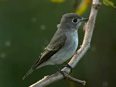 BORG77EDⅡで撮影した野鳥・コサメビタキの写真画像