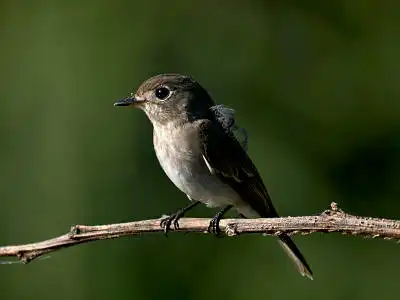BORG77EDⅡで撮影した野鳥・コサメビタキの写真画像