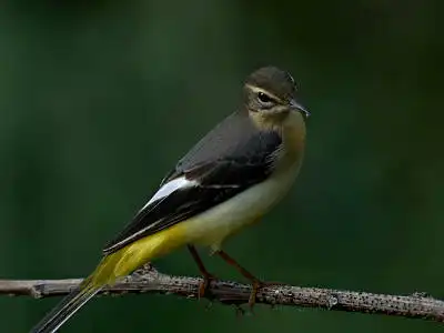 BORG77EDⅡで撮影した野鳥・キセキレイの写真画像