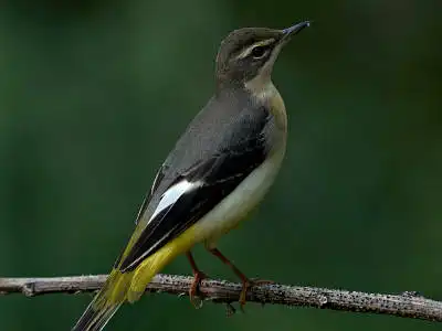 BORG77EDⅡで撮影した野鳥・キセキレイの写真画像