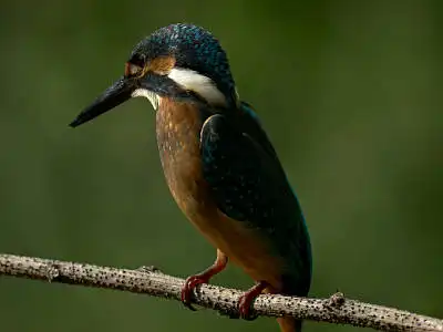 BORG77EDⅡで撮影した野鳥・カワセミの写真画像