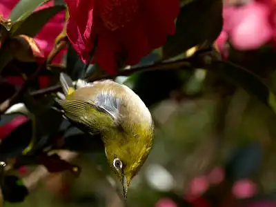 BORG77EDⅡで撮影した野鳥・メジロの写真画像