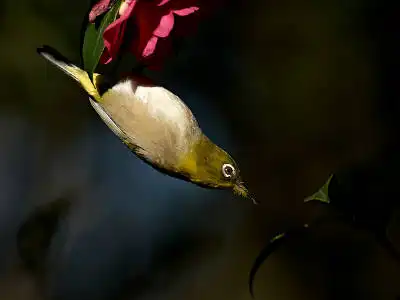 BORG77EDⅡで撮影した野鳥・メジロの写真画像