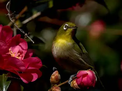 BORG77EDⅡで撮影した野鳥・メジロの写真画像