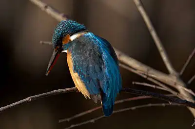 BORG77EDⅡで撮影した野鳥・カワセミの写真画像