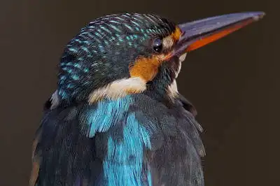 BORG77EDⅡで撮影した野鳥・カワセミの写真画像