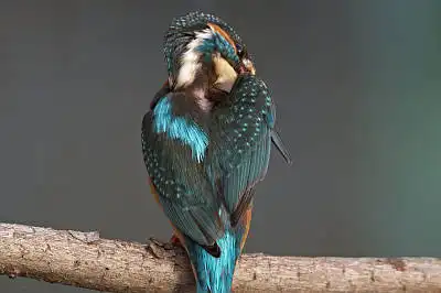 BORG77EDⅡで撮影した野鳥・カワセミの写真画像