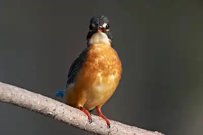 BORG77EDⅡで撮影した野鳥・カワセミの写真画像