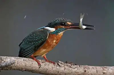 BORG77EDⅡで撮影した野鳥・カワセミの写真画像
