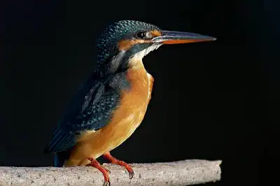 BORG77EDⅡで撮影した野鳥・カワセミの写真画像