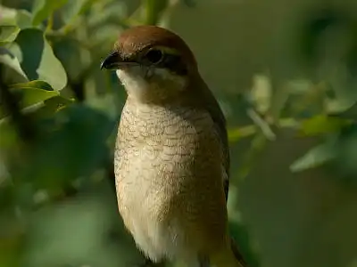 BORG77EDⅡで撮影した野鳥・モズの写真画像
