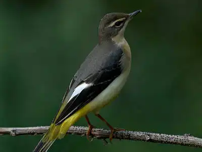 BORG77EDⅡで撮影した野鳥・キセキレイの写真画像