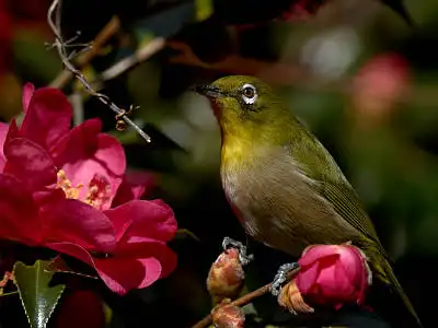 BORG77EDⅡで撮影した野鳥・メジロの写真画像