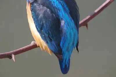 BORG77EDⅡで撮影した野鳥・カワセミの写真画像