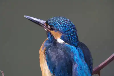 BORG77EDⅡで撮影した野鳥・カワセミの写真画像