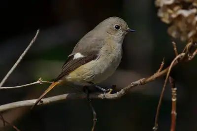 BORG77EDⅡで撮影した野鳥・ジョウビタキの写真画像