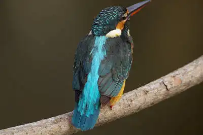 BORG77EDⅡで撮影した野鳥・カワセミの写真画像