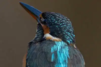 BORG77EDⅡで撮影した野鳥・カワセミの写真画像