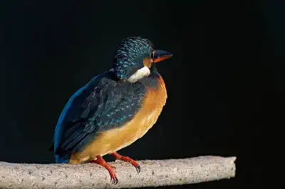 BORG77EDⅡで撮影した野鳥・カワセミの写真画像