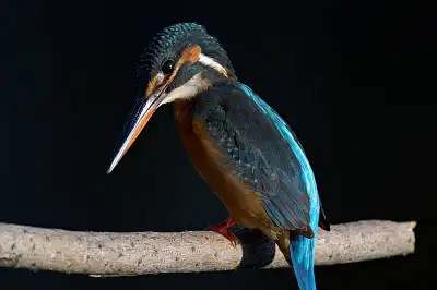 BORG77EDⅡで撮影した野鳥・カワセミの写真画像