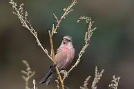 BORG77EDⅡユーザー作品、BORG77EDⅡで撮影した野鳥・ベニマシコの写真画像