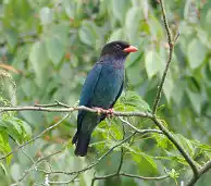 BORG77EDⅡユーザー作品、BORG77EDⅡで撮影した野鳥・ブッポウソウの写真画像