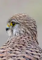 BORG77EDⅡユーザー作品、BORG77EDⅡで撮影した野鳥・チョウゲンボウの写真画像