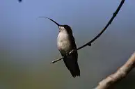 BORG77EDⅡユーザー作品、BORG77EDⅡで撮影した写した野鳥の写真画像