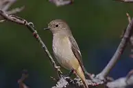 BORG77EDⅡユーザー作品、BORG77EDⅡで撮影した野鳥・ジョウビタキの写真画像