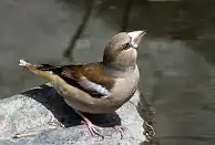 BORG77EDⅡユーザー作品、BORG77EDⅡで撮影した野鳥・シメの写真画像