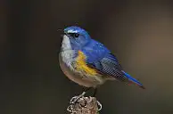 BORG77EDⅡユーザー作品、BORG77EDⅡで撮影した野鳥・ルリビタキの写真画像