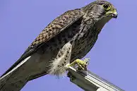 BORG77EDⅡユーザー作品、BORG77EDⅡで撮影した野鳥・チョウゲンボウの写真画像